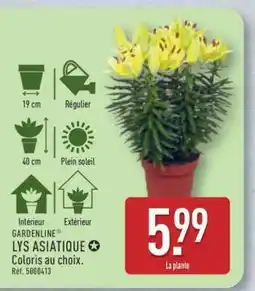 ALDI Lys asiatique offre