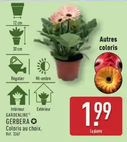 ALDI Gerbera offre