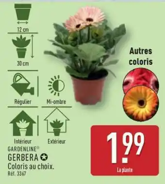 ALDI Gerbera offre