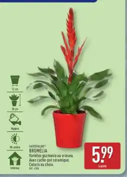 ALDI Bromelia offre