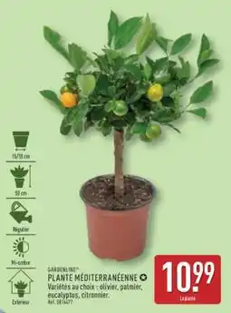 ALDI Plante méditerranéenne offre