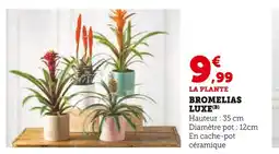 Super U BROMELIAS LUXE offre