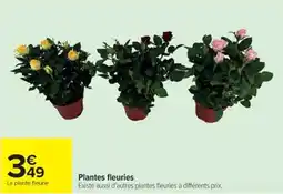 Cora x Carrefour Plantes fleuries offre