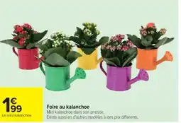 Cora x Carrefour Foire au kalanchoe offre