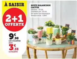 Super U Mixte kalanchoe cactus offre