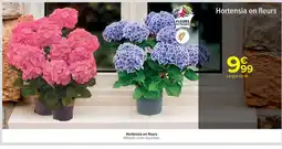 Cora x Carrefour Hortensia en fleurs offre