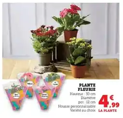 U Express Plante fleurie offre