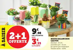 Bi1 Mixte kalanchoe cactus offre