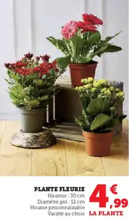 Hyper U Plante fleurie offre
