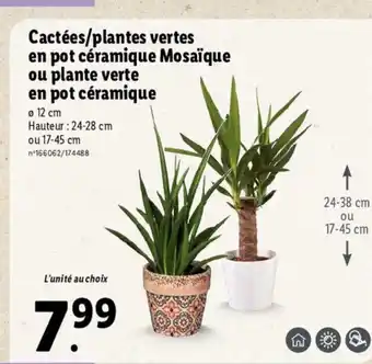 Lidl Cactées/Plantes Vertes offre