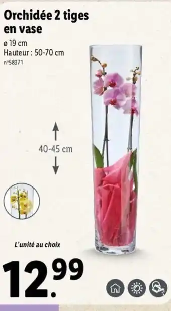 Lidl Orchidée 2 Tiges offre