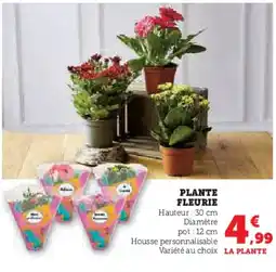 Super U Plante fleurie offre
