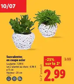 Lidl Succulentes en coupe osier offre