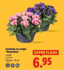 Lidl Eustoma en coupe lisianthus offre