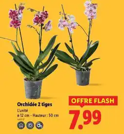 Lidl Orchidée 2 tiges offre