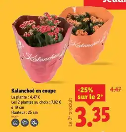 Lidl Kalanchoé en coupe offre