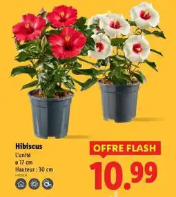 Lidl Hibiscus offre