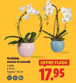 Lidl Orchidée arceau et cascade offre