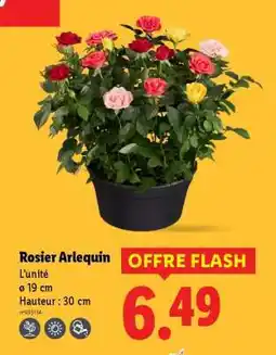 Lidl Rosier Arlequin offre