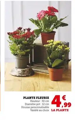 Super U Plante fleurie offre