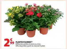 Auchan Plantes Fleuries offre