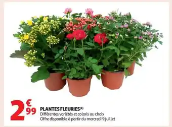 Auchan Plantes Fleuries offre