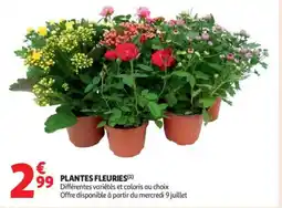 Auchan Supermarché Plantes fleuries offre