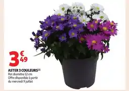 Auchan Supermarché Aster 3 couleurs offre