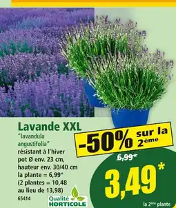 Norma Lavande XXL offre