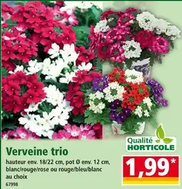 Norma Qualité HORTICOLE Verveine trio offre