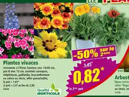 Norma Plantes vivaces offre
