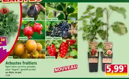 Norma Arbustes fruitiers offre