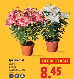 Lidl Lys oriental offre