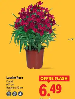 Lidl Laurier Rose offre