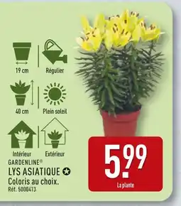 ALDI GARDENLINE LYS ASIATIQUE offre