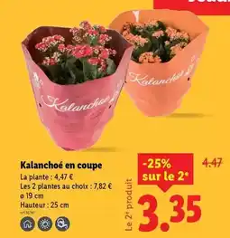 Lidl Kalanchoé en coupe offre