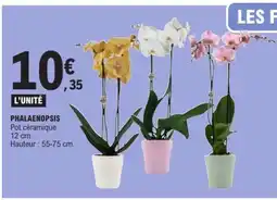E.Leclerc PHALAENOPSIS offre