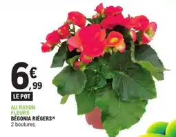 E.Leclerc BÉGONIA RIEGERS offre