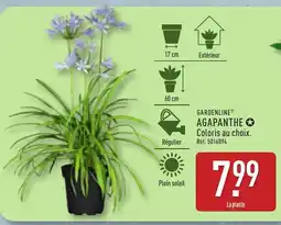 ALDI GARDENLINE Agapanthe offre