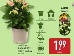 ALDI GARDENLINE Kalanchoe offre