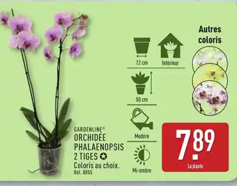 ALDI GARDENLINE Orchidée phalaenopsis 2 tiges offre