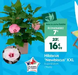 Truffaut Hibiscus 'Newbiscus' XXL offre