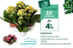 Truffaut Kalanchoe offre