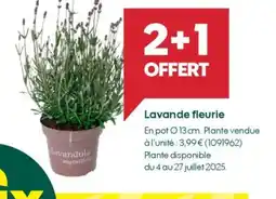 Truffaut Lavande fleurie offre