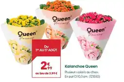 Truffaut Kalanchoe Queen offre