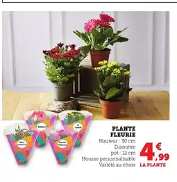 Bi1 Plante fleurie offre