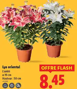 Lidl Lys oriental offre