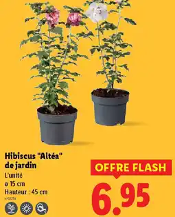 Lidl Hibiscus "Altéa" de jardin offre