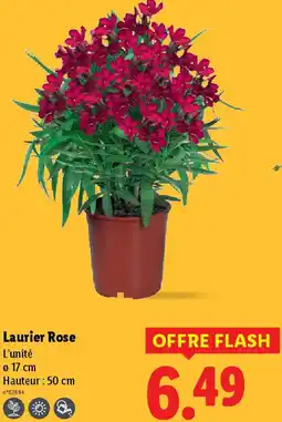 Lidl Laurier Rose offre