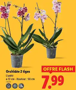 Lidl Orchidée 2 tiges offre